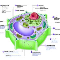 Cell organelles and functions worksheet