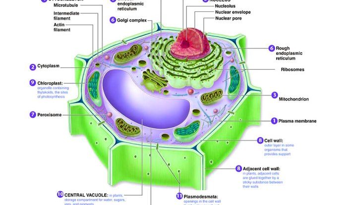 Cell organelles and functions worksheet