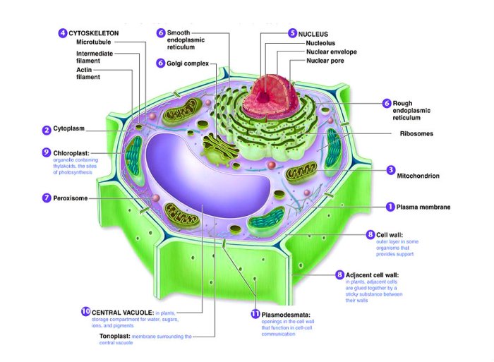 Cell organelles and functions worksheet