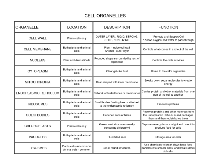 Cell organelles and functions worksheet