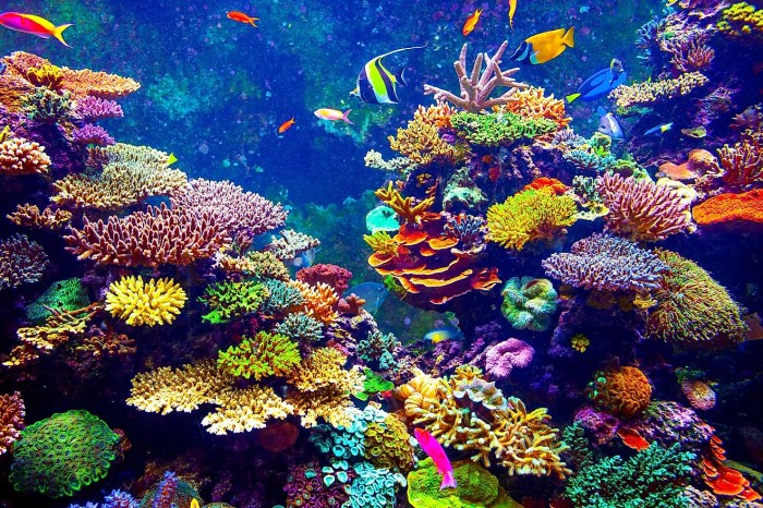 Average precipitation in coral reefs