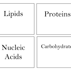 Macromolecules card sort answer key