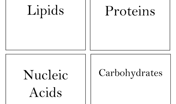 Macromolecules card sort answer key