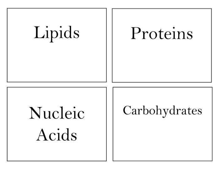 Macromolecules card sort answer key