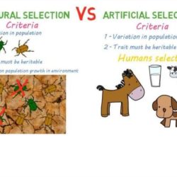 Student exploration evolution natural and artificial selection